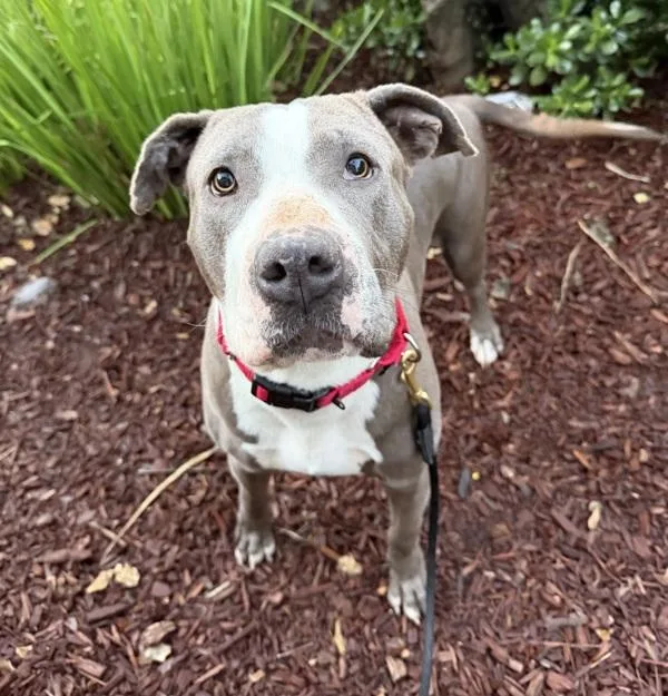 Dulce De Leche thumbnail 4