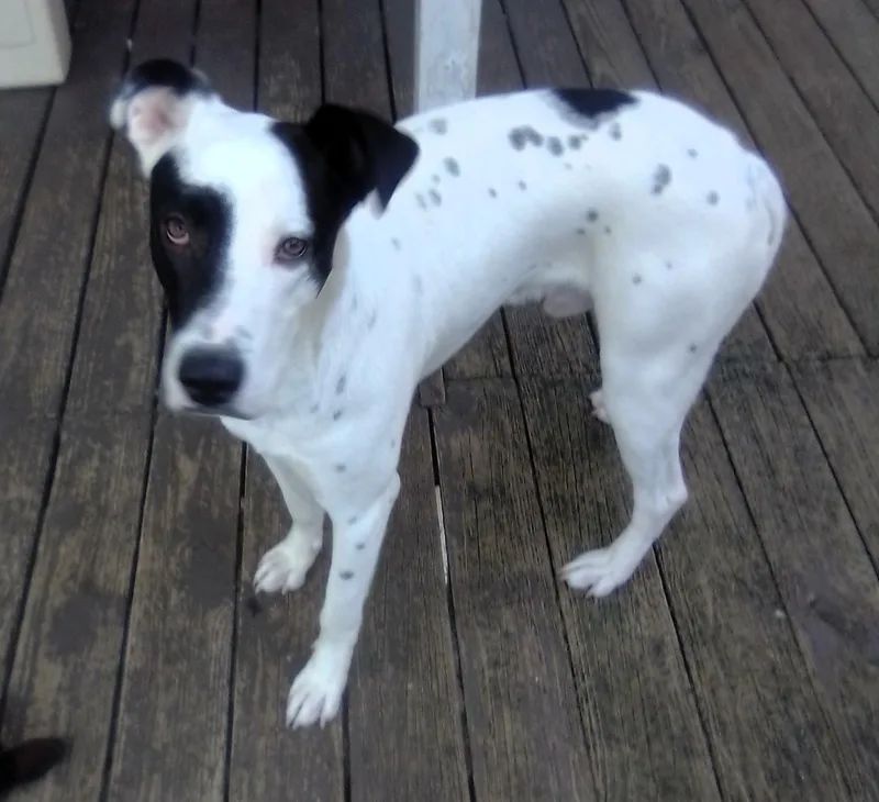 Bobobluefield   Va thumbnail 2