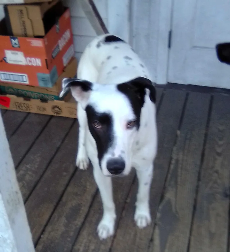 Bobobluefield   Va thumbnail 3