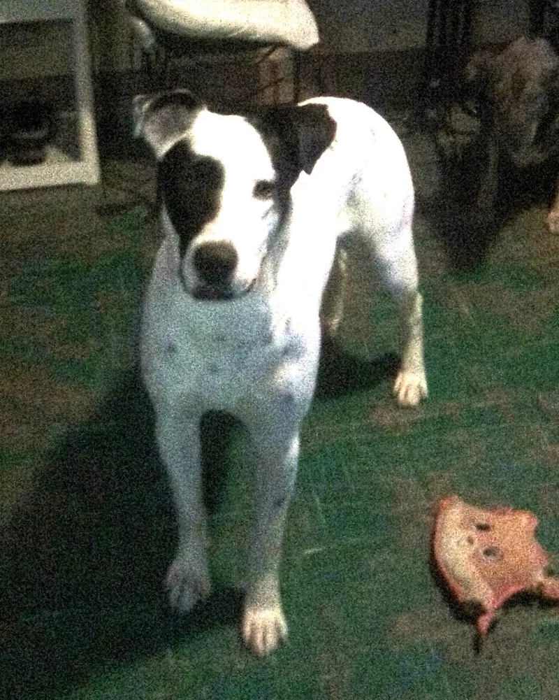 Bobobluefield   Va thumbnail 4