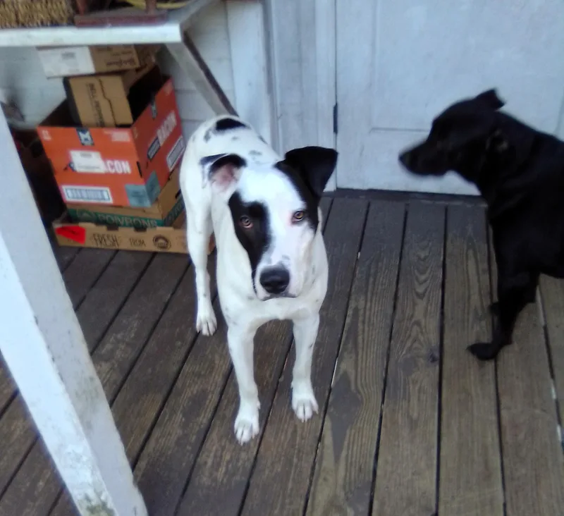 Bobobluefield   Va thumbnail 5