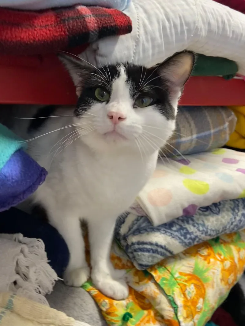 Mad Hatter thumbnail 2