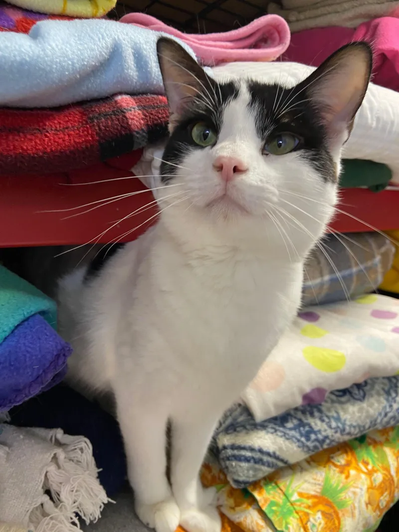 Mad Hatter thumbnail 3