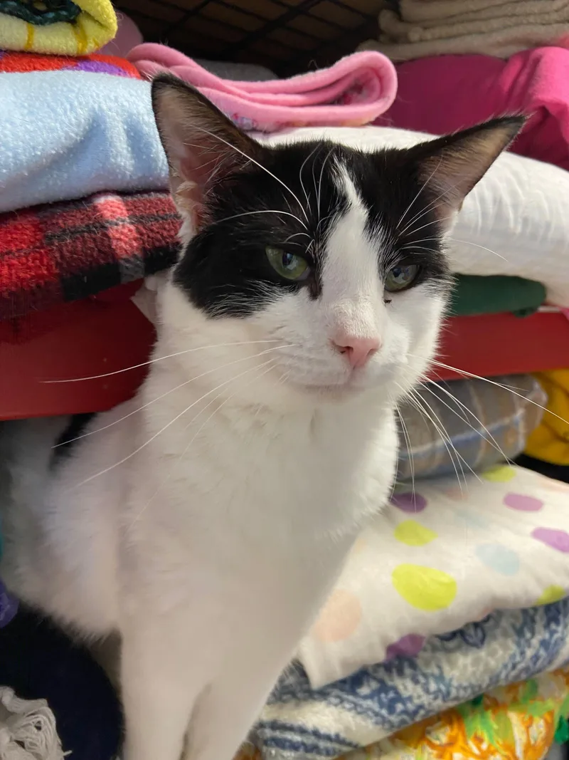 Mad Hatter thumbnail 4