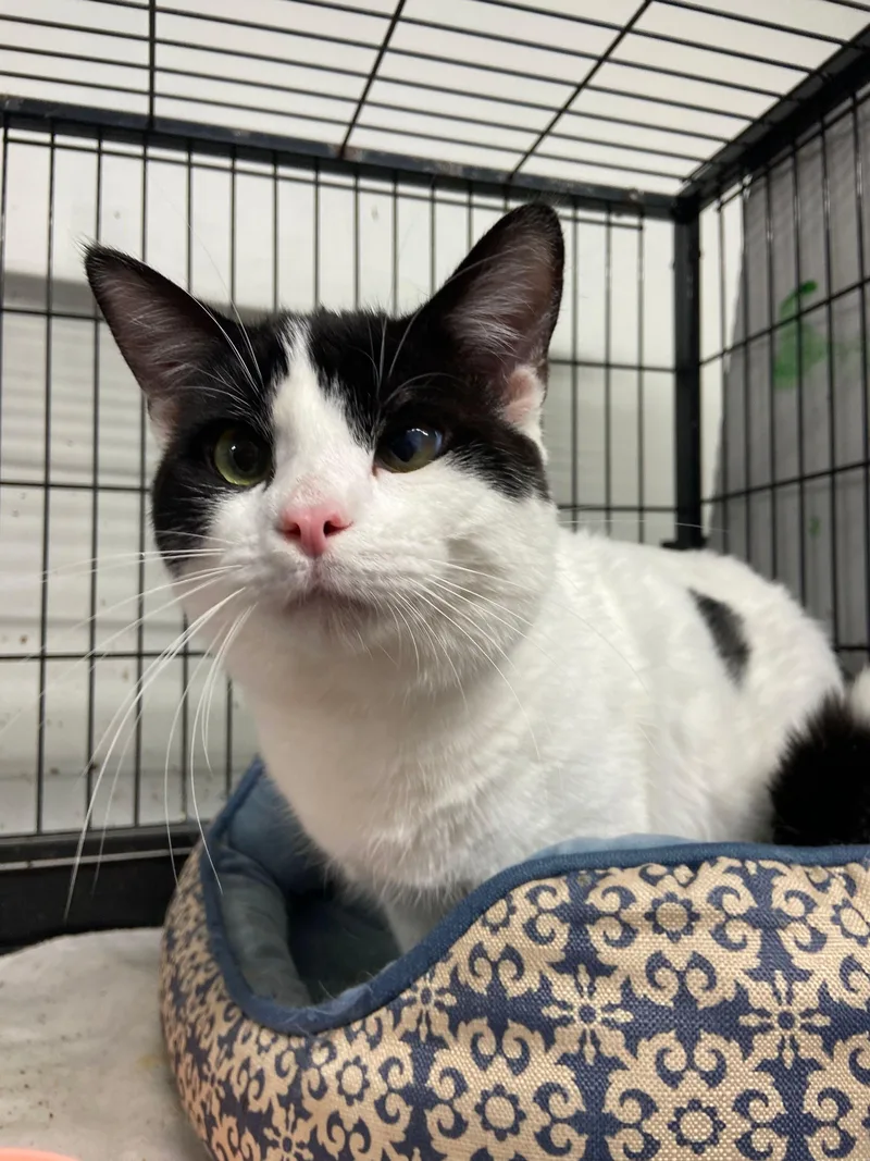 Mad Hatter thumbnail 5