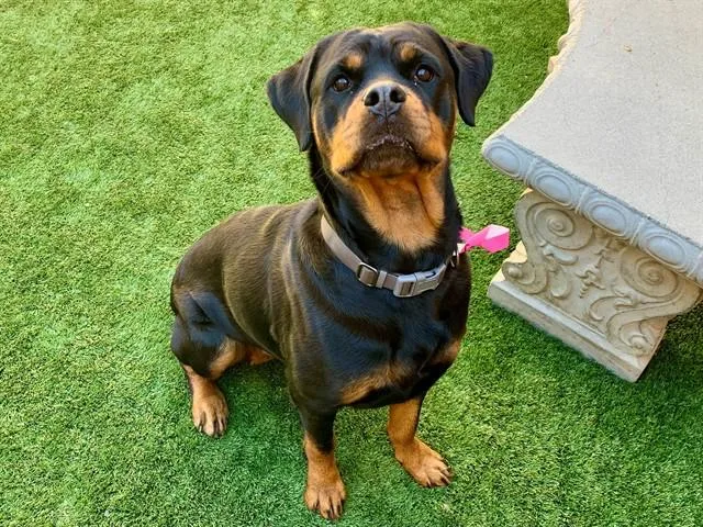 Urgent! Save Me Please!