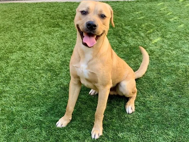 Urgent! Save Me Please!