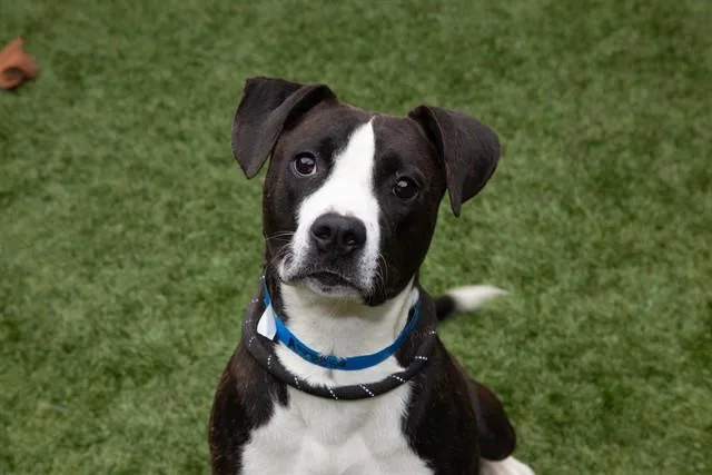 Urgent! Save Me Please!