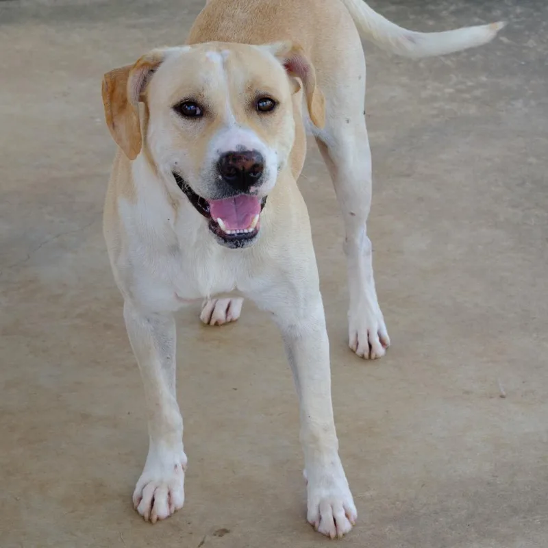 Gooseberry thumbnail 6