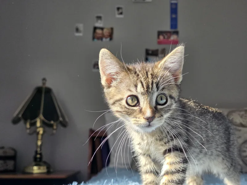 Huckleberry thumbnail 3