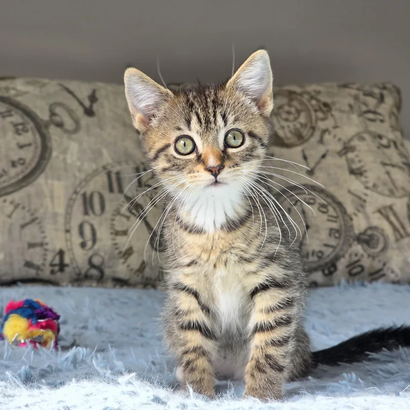 Huckleberry thumbnail 4