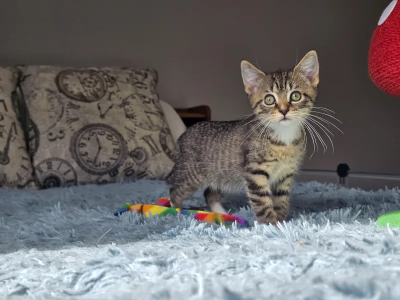 Huckleberry thumbnail 5