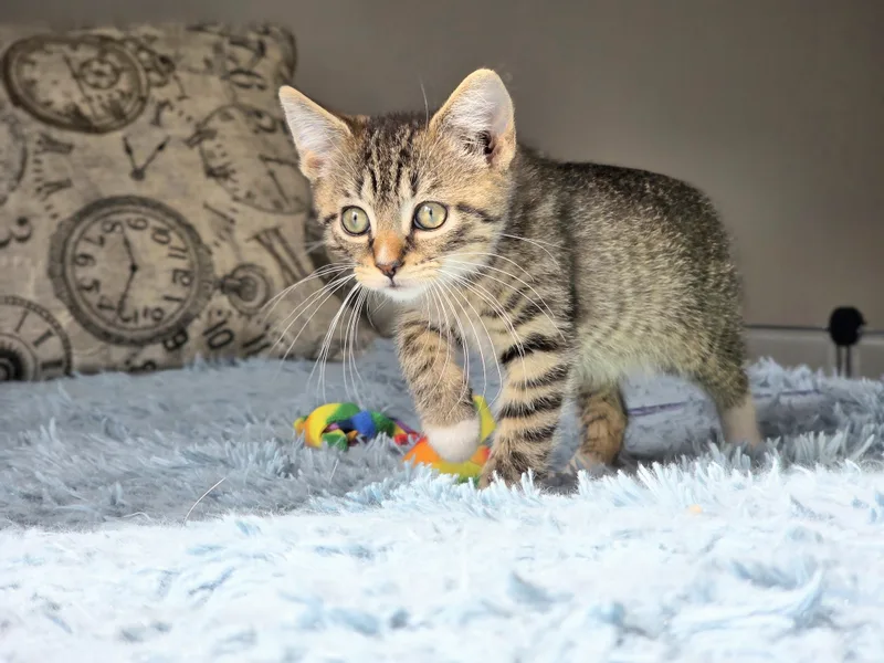 Huckleberry thumbnail 6