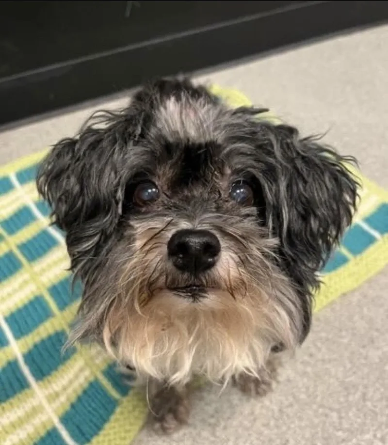 Gracie Bonded Pair thumbnail 2