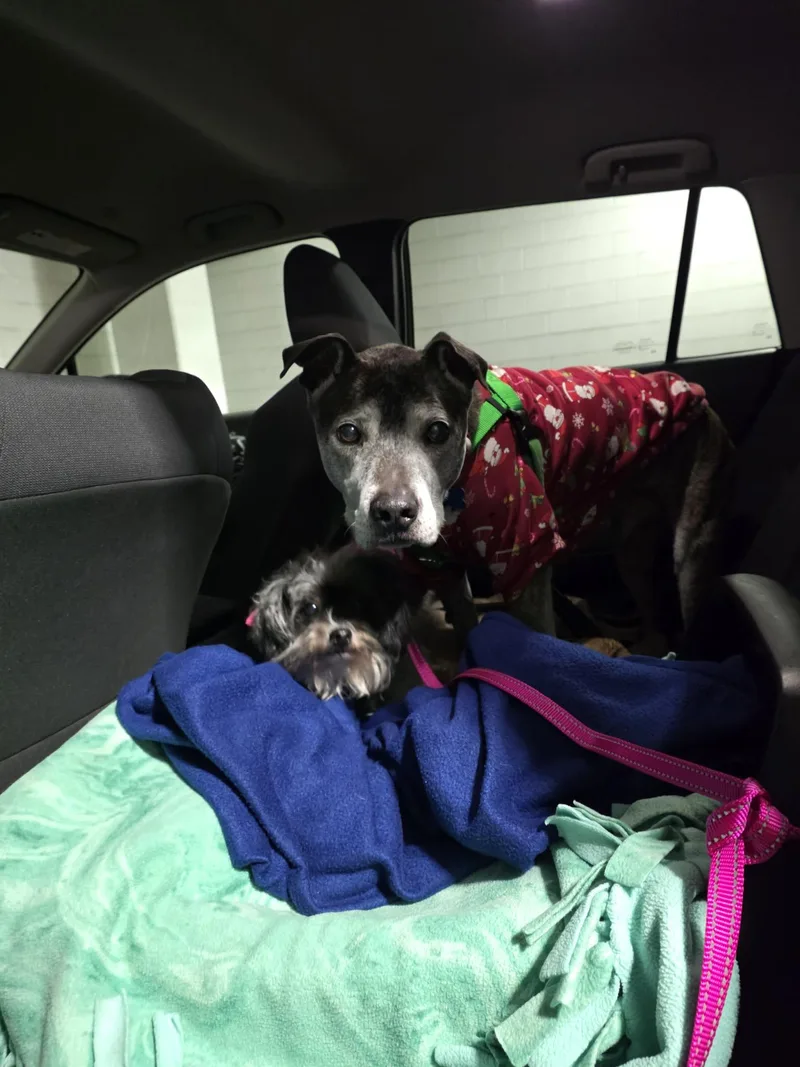 Gracie Bonded Pair thumbnail 3