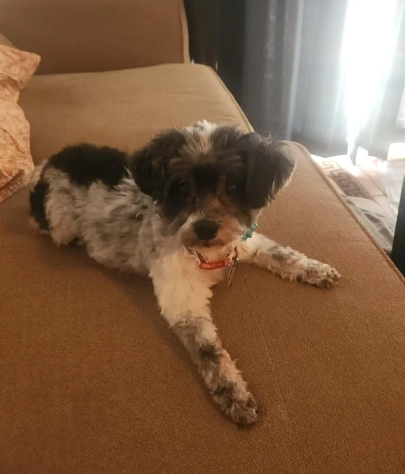 Gracie Bonded Pair thumbnail 4