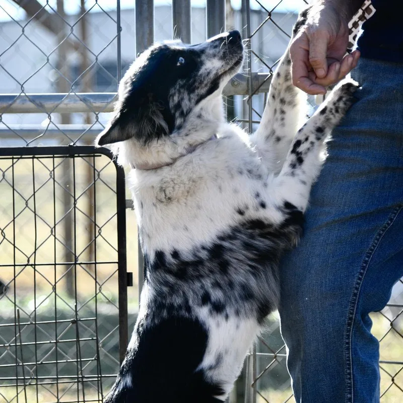 Speckles thumbnail 4