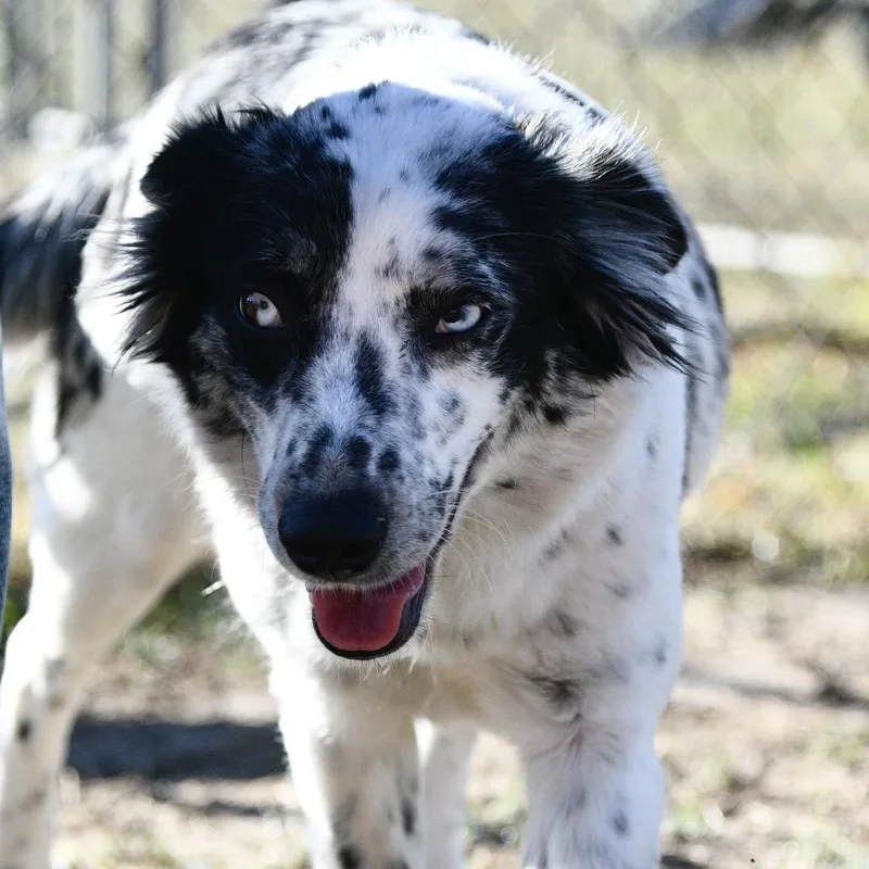 Speckles thumbnail 5