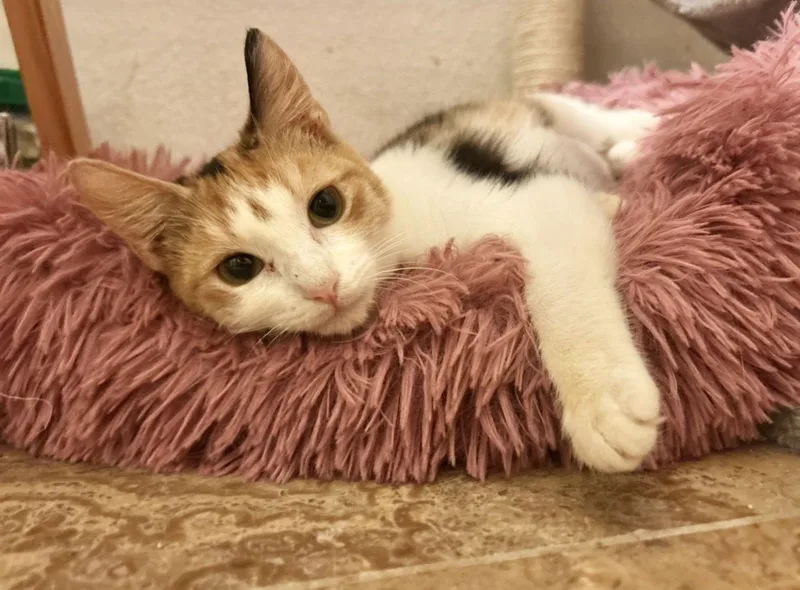 Jasmine Napa thumbnail 2