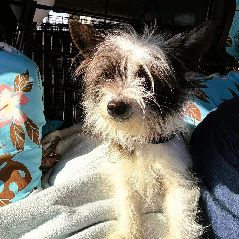 Tinkerbell thumbnail 2