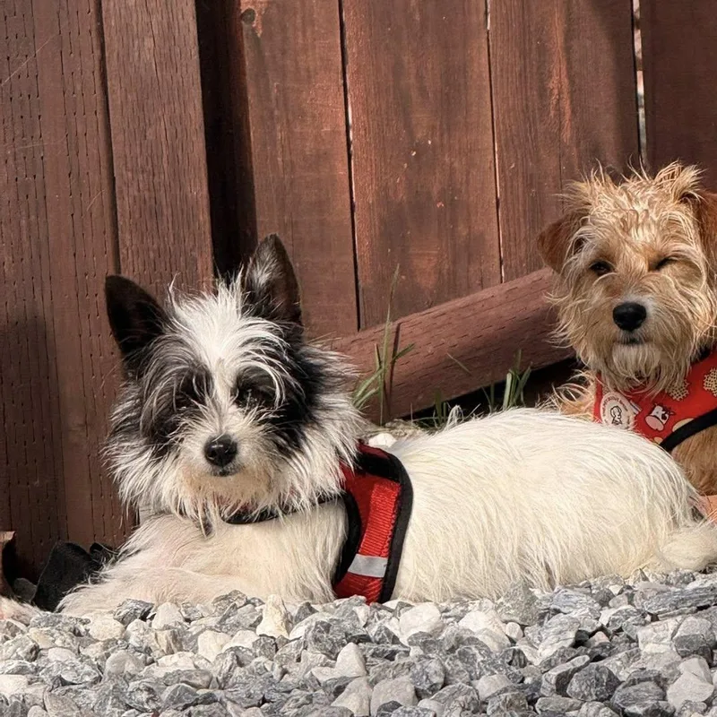 Tinkerbell thumbnail 3