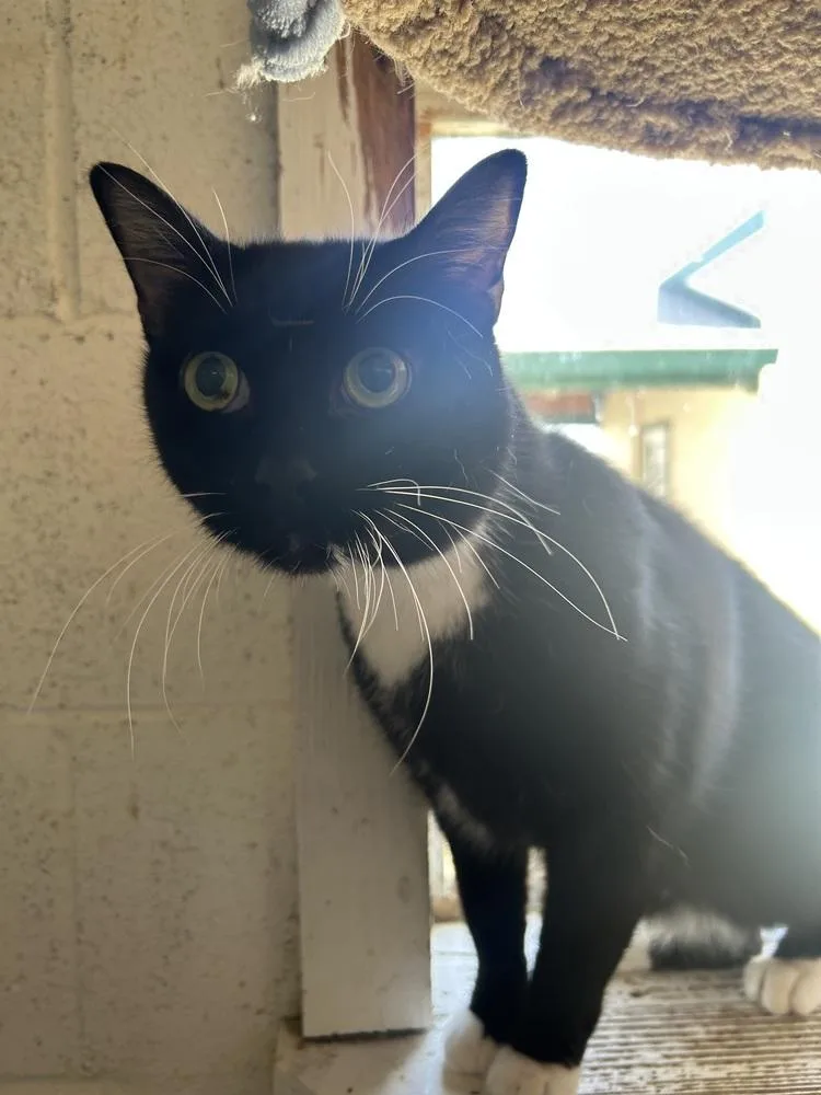 Whiskers thumbnail 2