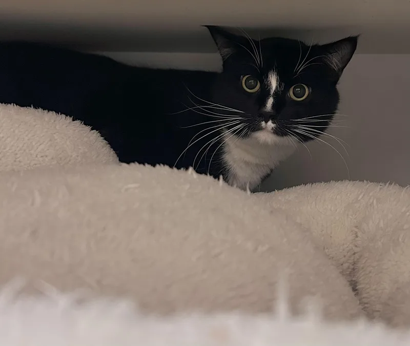 Obsydian thumbnail 3