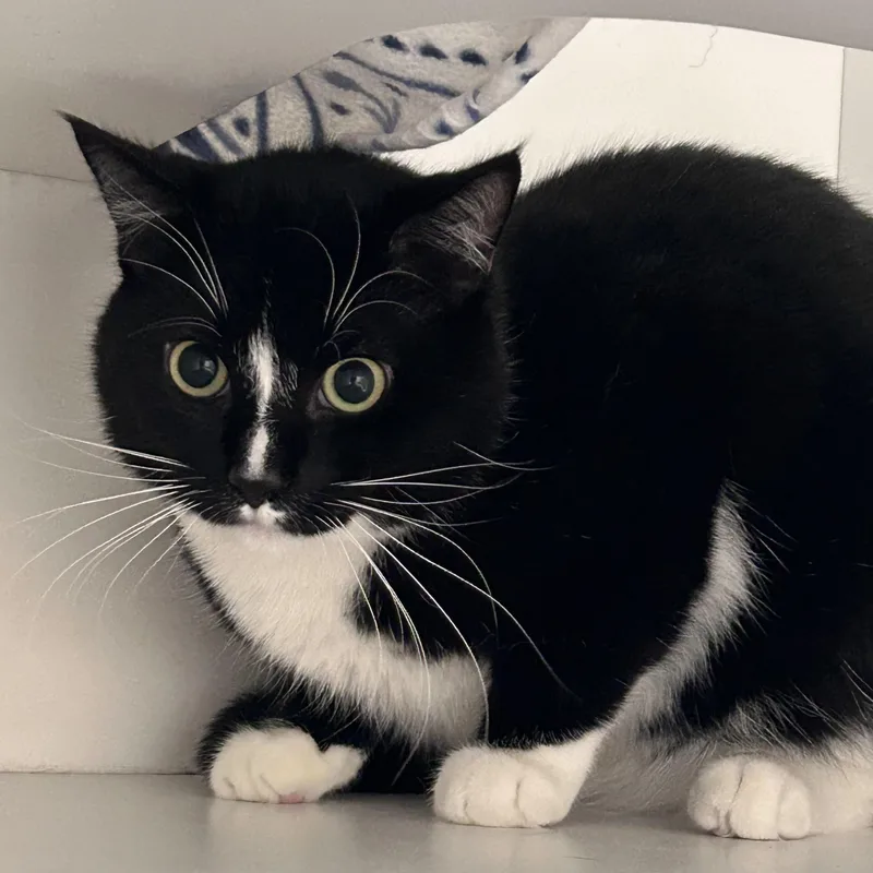 Obsydian thumbnail 4