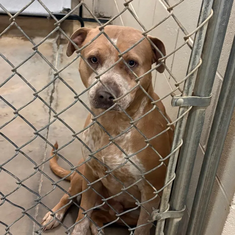 Biscoff  U thumbnail 2