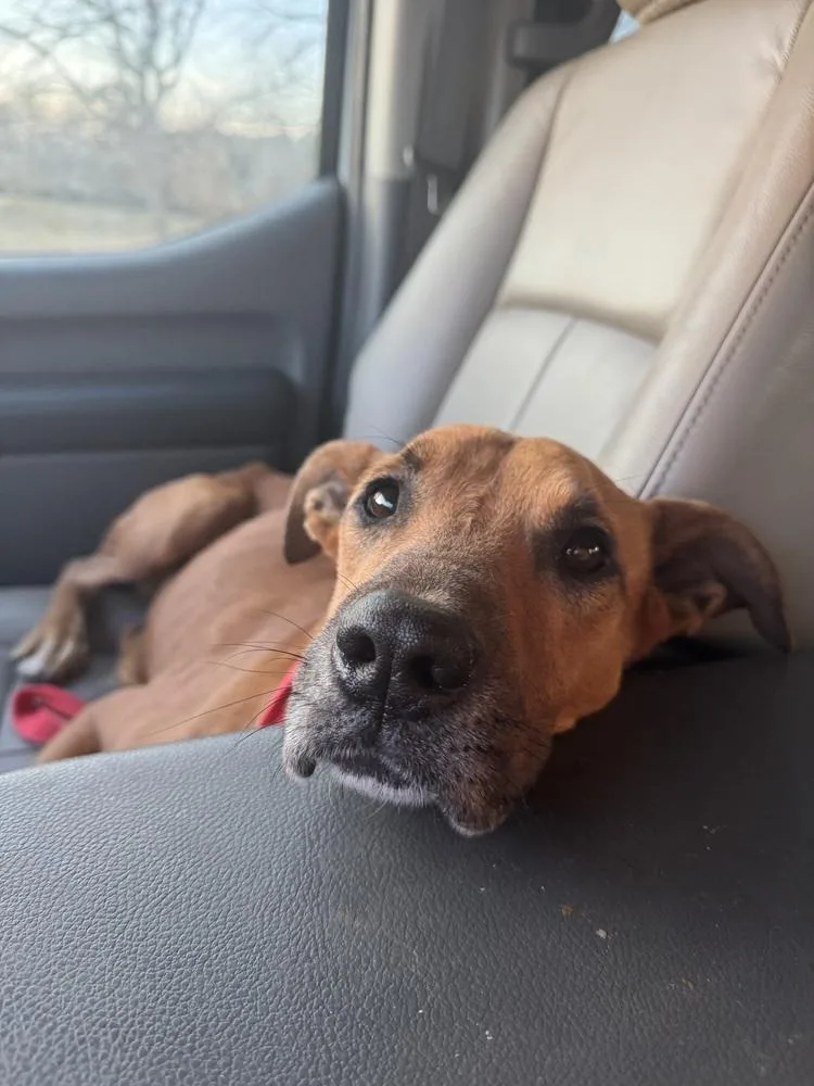 Dixie Darling thumbnail 2