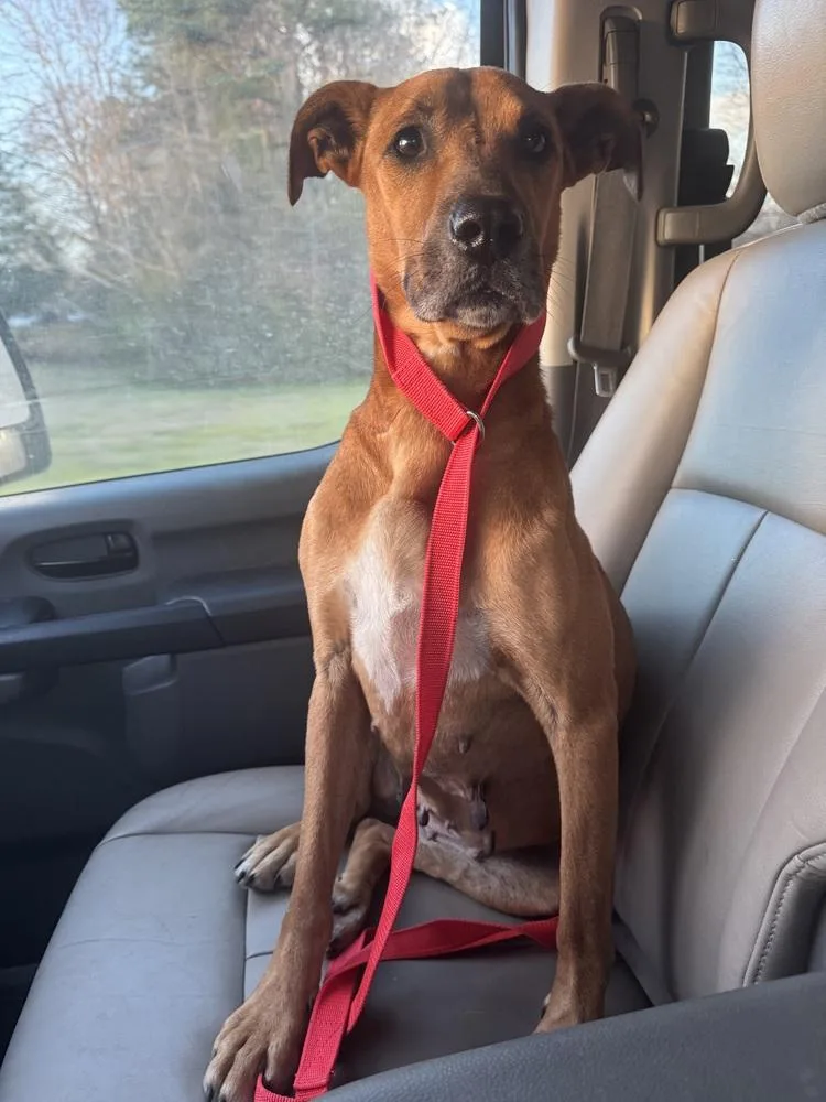 Dixie Darling thumbnail 3