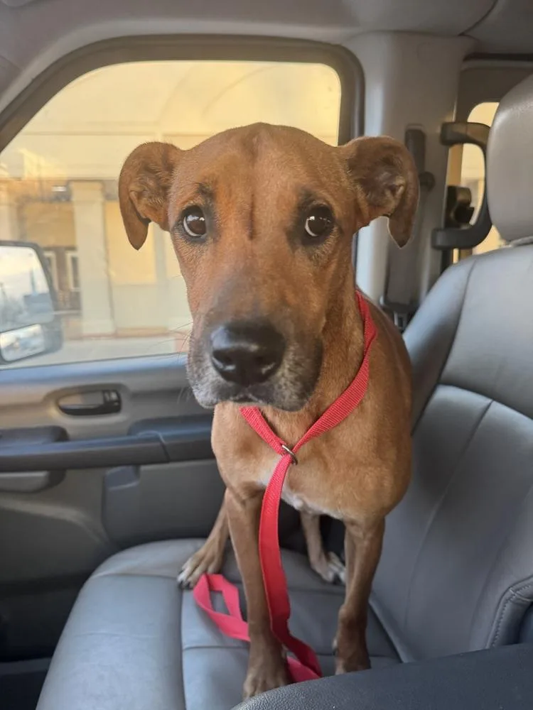 Dixie Darling thumbnail 4