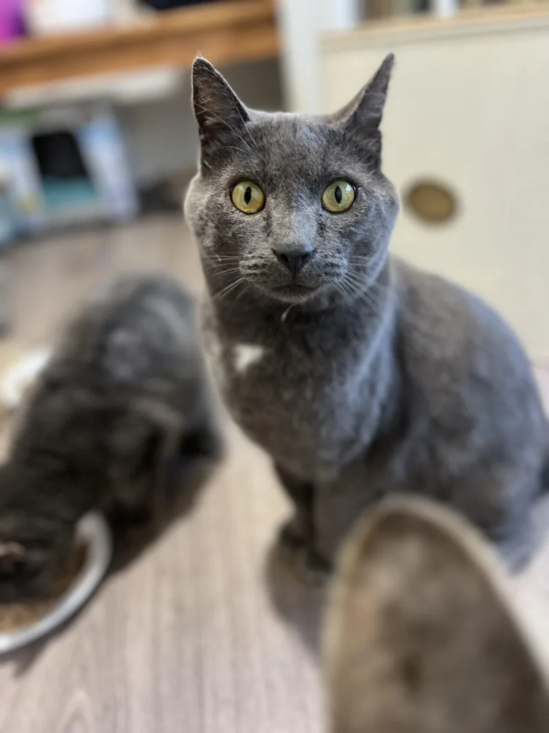 A young large-sized male Gray / Blue / Silver Domestic Short Hair cat named Bonus for adoption in Matthews, IN
