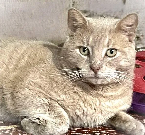 Smokeyjoe thumbnail 2