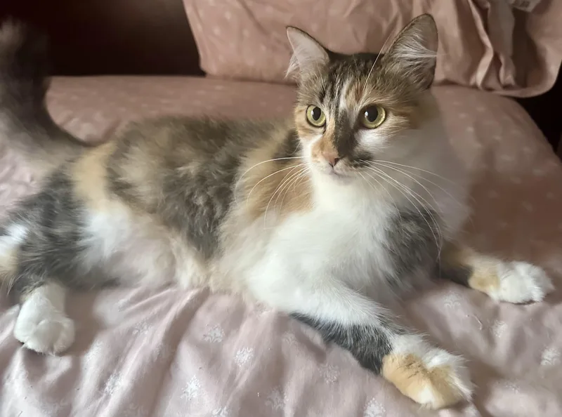 Precious thumbnail 3