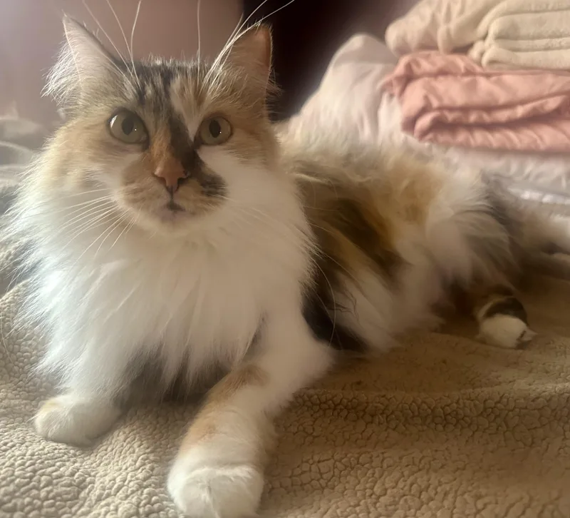 Precious thumbnail 4