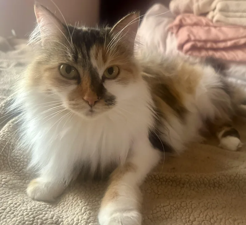 Precious thumbnail 5