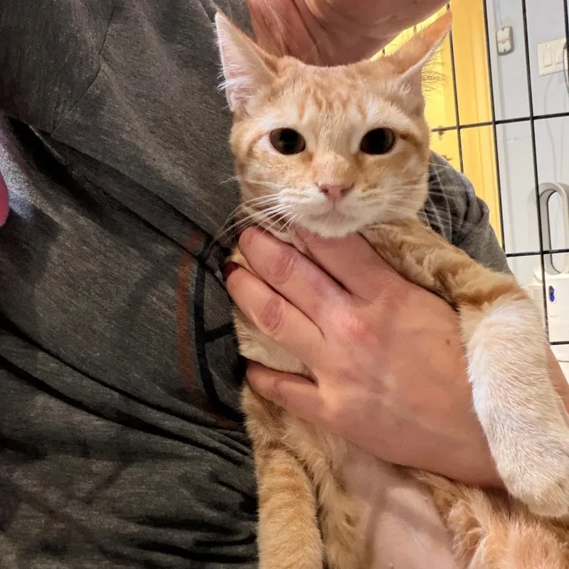 Marigold thumbnail 2