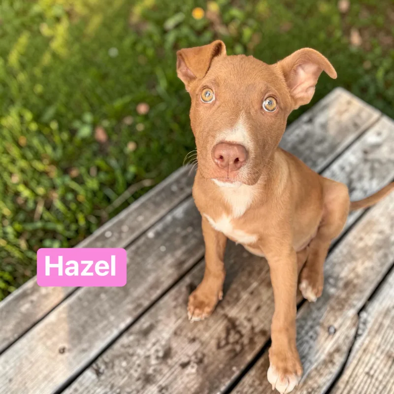 Hazel