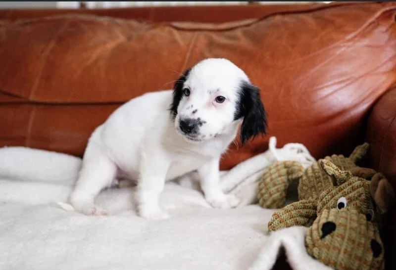 Rebecca"has Multiple Applications"