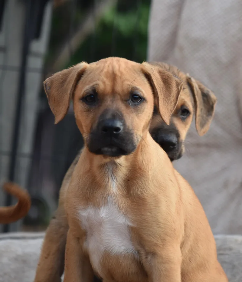 Cachanilla thumbnail 2