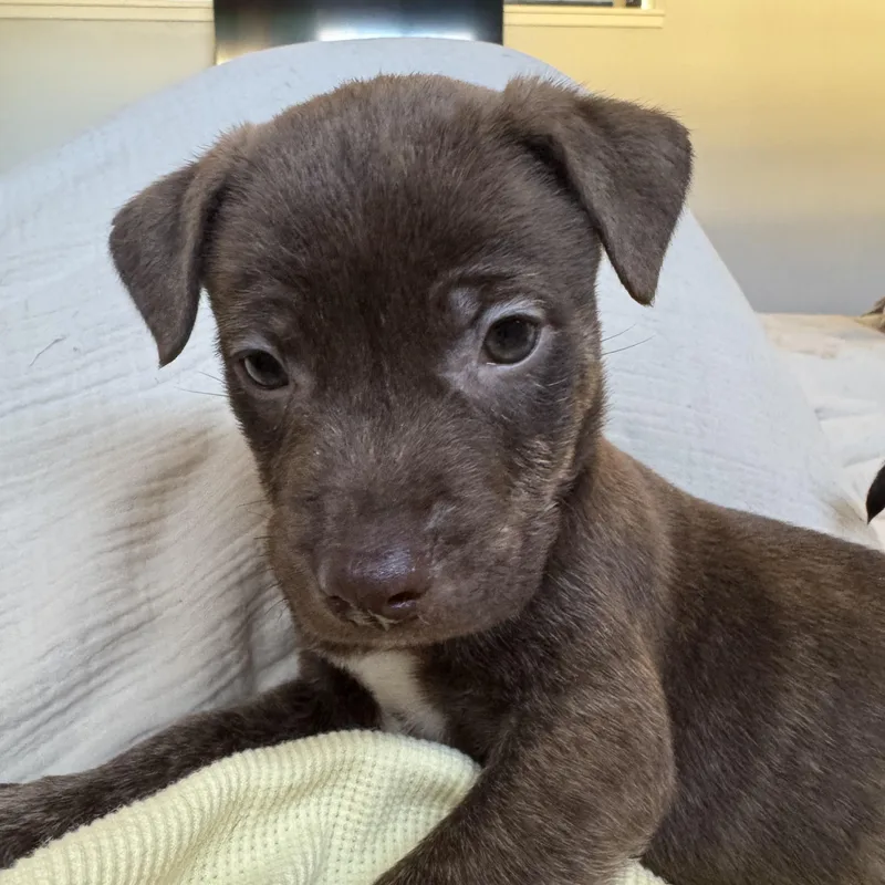 Hershey! thumbnail 3