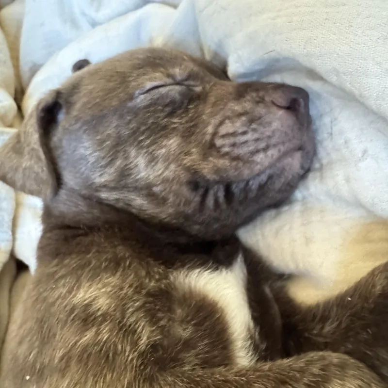 Hershey! thumbnail 4