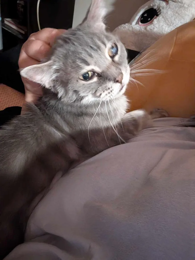 Gray Brother thumbnail 2