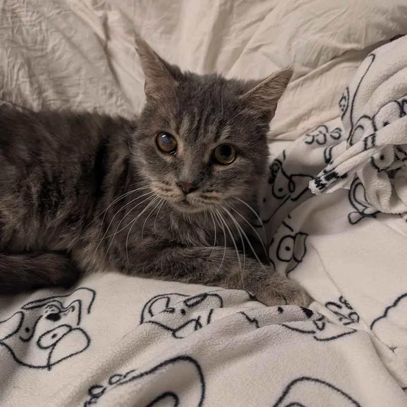 Gray Brother thumbnail 5