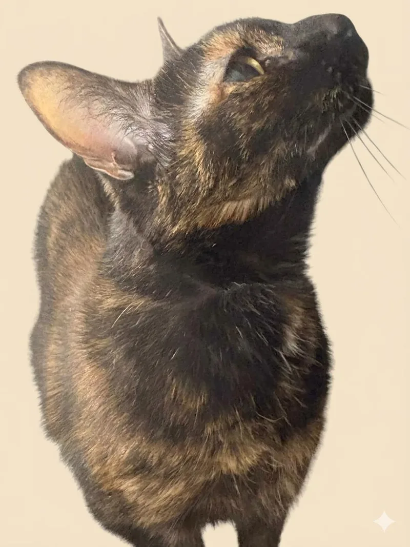 A young medium-sized female Domestic Short Hair cat named Luna for adoption in Delran, NJ