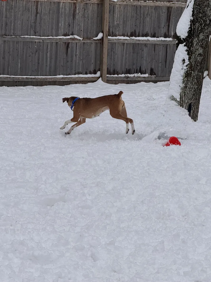 Willow Pillow! thumbnail 2