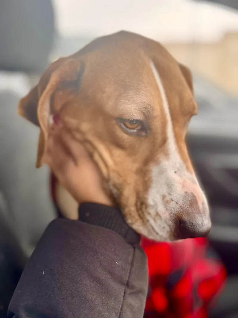 Willow Pillow! thumbnail 3