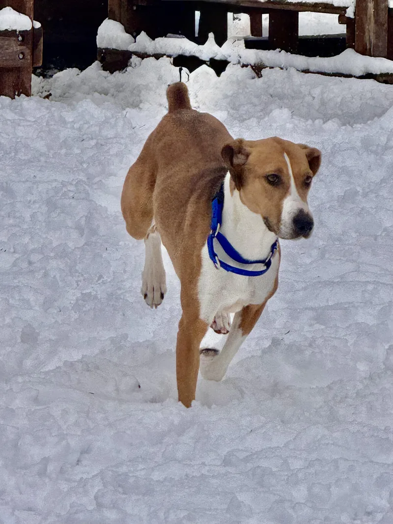 Willow Pillow! thumbnail 4