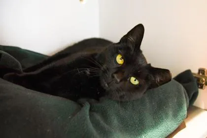 An adult medium-sized female Domestic Short Hair cat named Batty for adoption in Ringoes, NJ